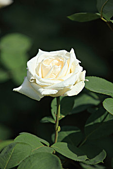 xsmn 26 4
