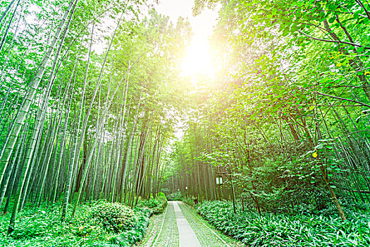 soi cau 2 nhay rong bach kim