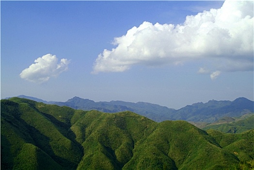 bạch thủ lô